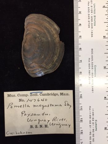 Media type: image; Malacology 147640